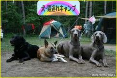 にほんブログ村 アウトドアブログ 犬連れ・猫連れキャンプへ